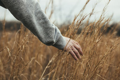 Close-up of wheat crop in field