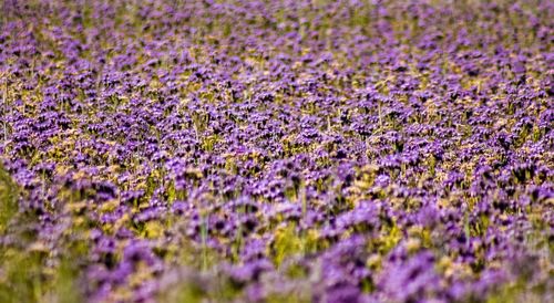 Close-up of purple flowering plants on field