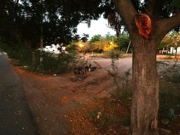 Scenic view of trees