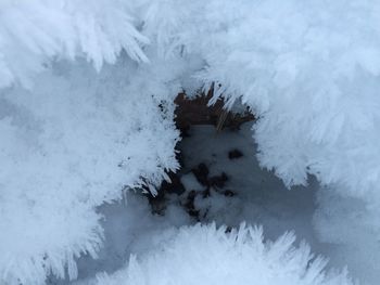 Trees in water