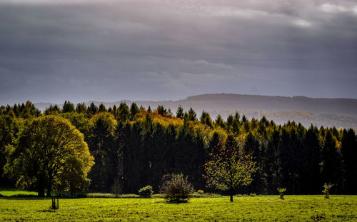 Scenic view of trees on field against sky