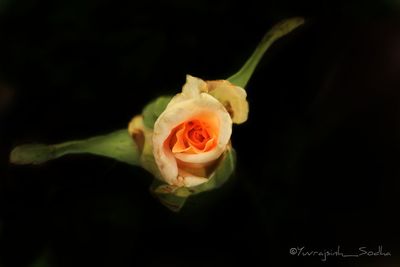 Close-up of rose bouquet against black background