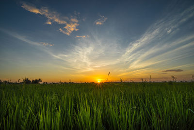 Scenic view of field against sky during sunset