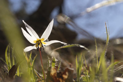 Close-up of white flowering plant on field