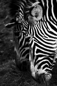 Close-up of zebra