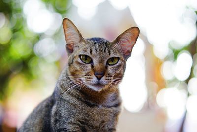 Portrait of cat sitting outdoors