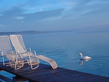 Swans on sea against sky