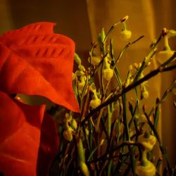 Close-up of red flowering plant on field