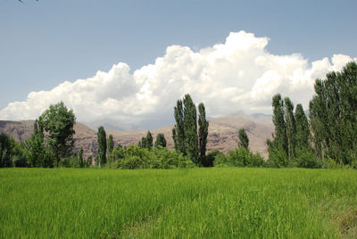 Panoramic shot of trees on field against sky