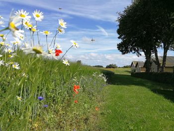 Poppies blooming on field against sky