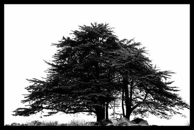 Low angle view of trees against clear sky