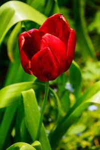 Close-up of red tulip