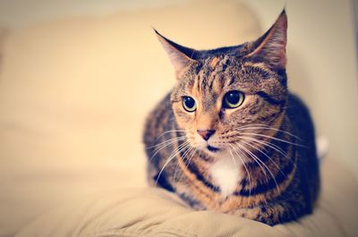 Close-up of cat on sofa