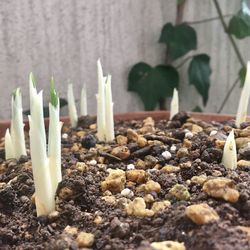 Close-up of burning candles in temple