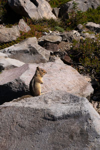 Cat sitting on rock