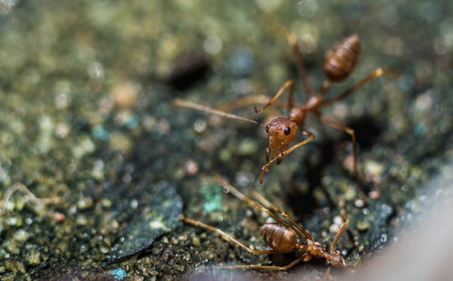 Close-up of red ant on field