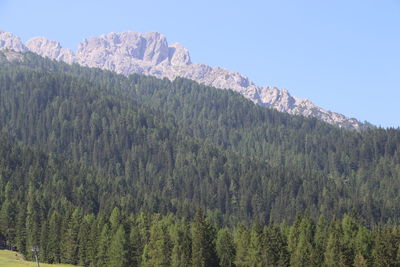 Low angle view of pine trees against sky