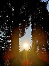 Sunlight streaming through trees on field against sky at sunset