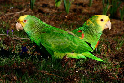 Close-up of parrot perching on leaf