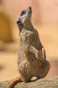 Meerkat looking up against blurred background