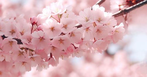 Close-up of white cherry blossom