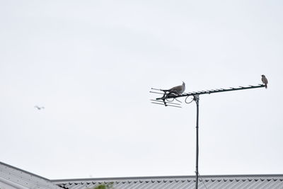 Low angle view of bird perching on roof against clear sky