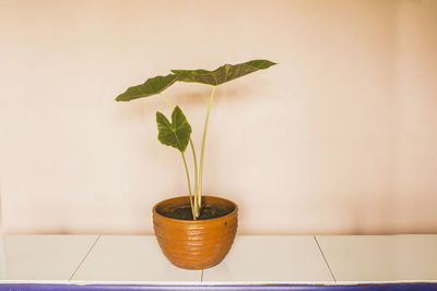 plant