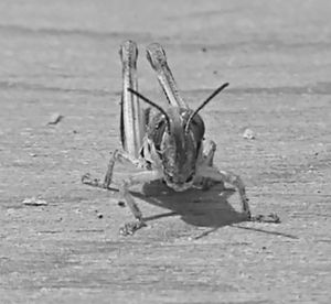 Close-up of insect on land