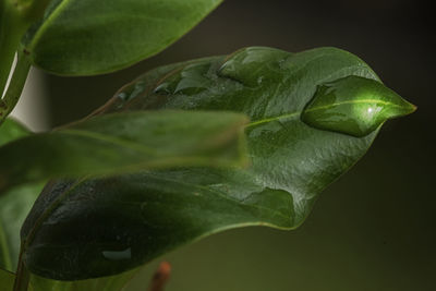 Close-up of raindrops on green leaf