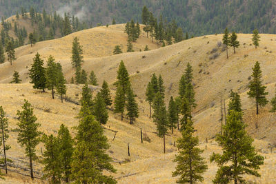 Ponderosa pine trees in the cascade mountains