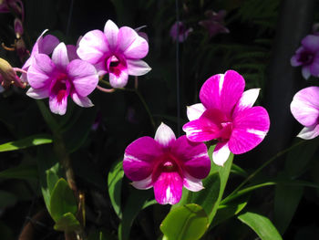 Close-up of pink flowering plants