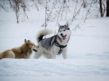 View of two dogs on snow covered landscape