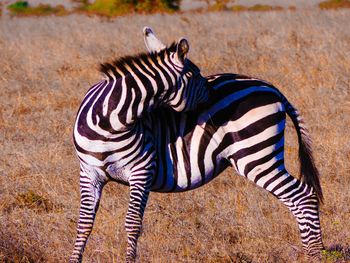 Zebra standing in grass