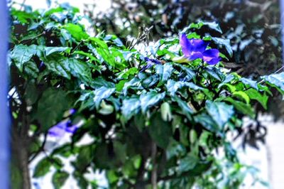 Close-up of purple flowers