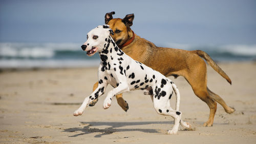Dogs running on shore at beach