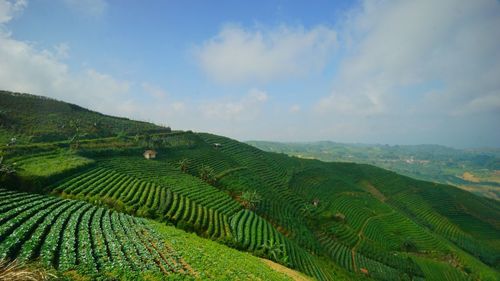 Scenic view of agricultural field against sky