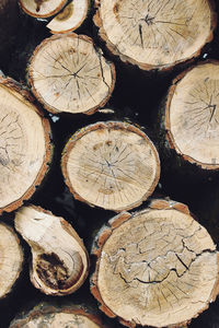 Full frame shot of logs in forest