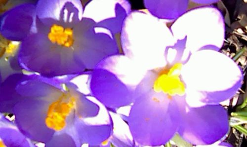 Close-up of purple flowers