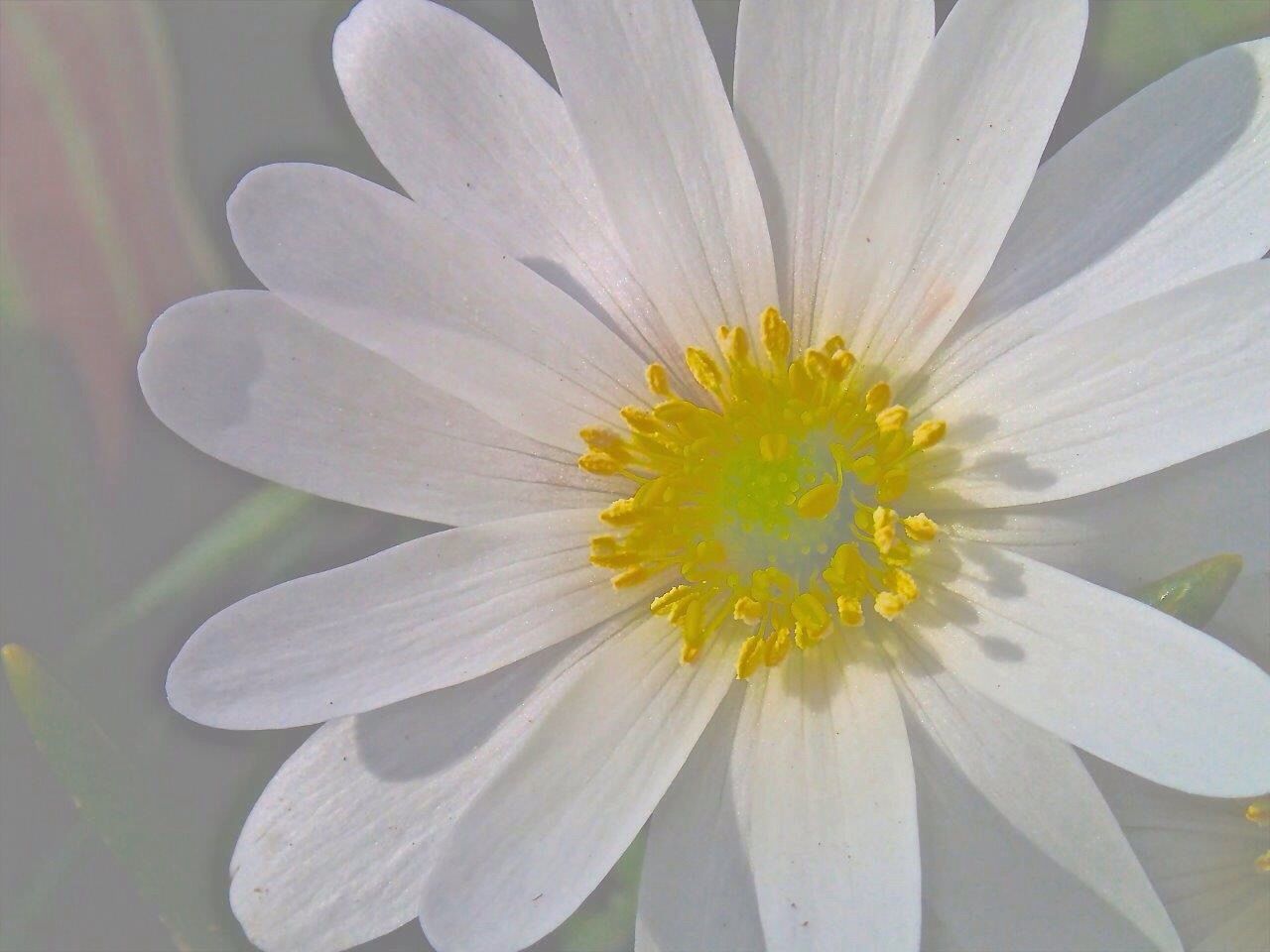 flower, petal, freshness, flower head, fragility, beauty in nature, single flower, pollen, close-up, water, growth, nature, white color, water lily, blooming, yellow, plant, daisy, pond, high angle view