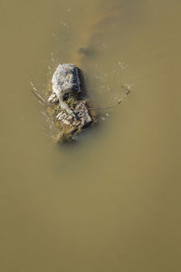 High angle view of turtle in sea