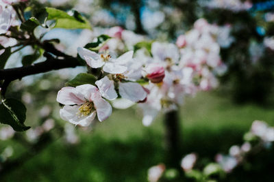 Close-up of white flowers on branch