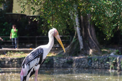 Painted stork by lake