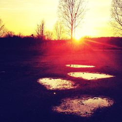 Sun shining through trees