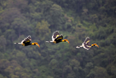 Birds flying in the sky