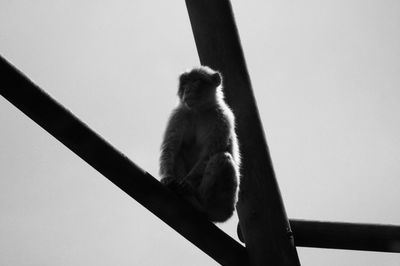 Low angle view of a monkey on railing