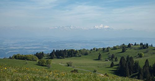 Panoramic view of agricultural field against sky