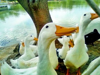 Close-up of swans swimming in lake