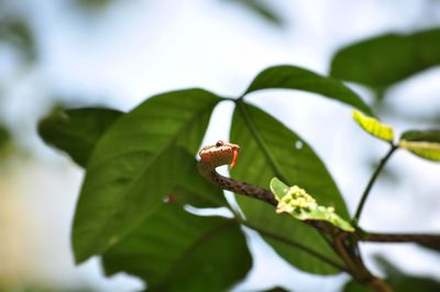 Close-up of insect on leaf