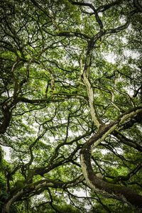 Low angle view of trees in forest