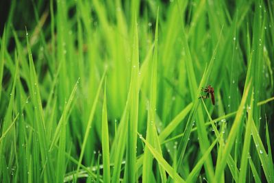 Close-up of insect on grass